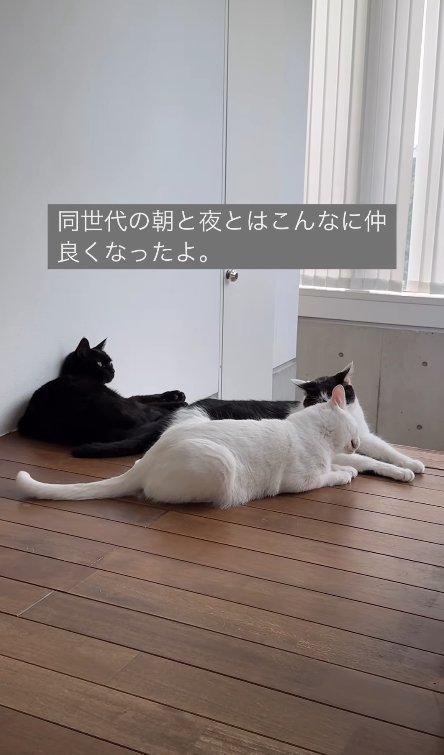 白い猫の毛づくろいをする白黒猫