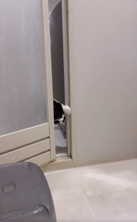 左前足と頭を使ってドアを開けている猫