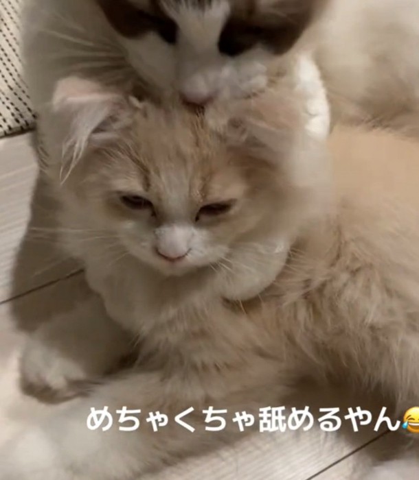 虚無顔の猫