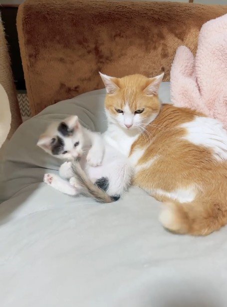 横並びになっている猫と子猫