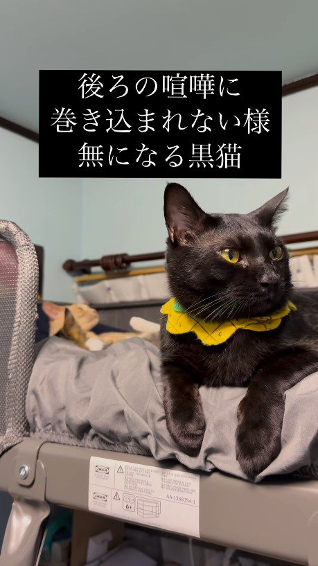 後ろにいる猫たちと反対の方向を向く黒猫