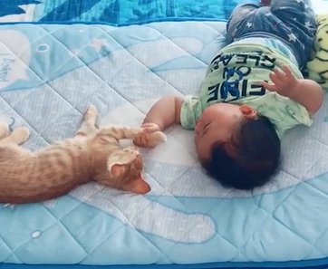 茶トラ子猫の手を掴む赤ちゃんのお尻より上