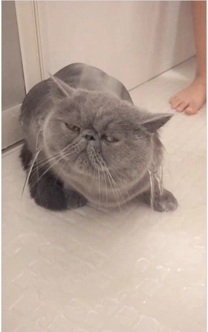シャワーを浴びている猫