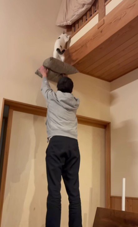 座布団を掲げる飼い主と猫