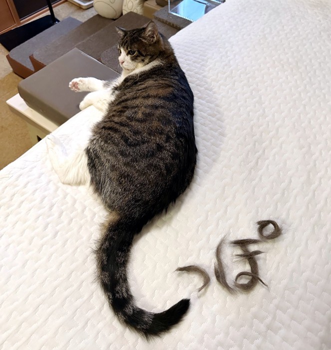 猫のしっぽと抜け毛で作られた文字