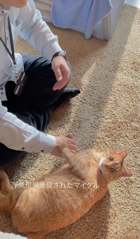 パパの手を両手で掴んでいるカメラ目線の猫