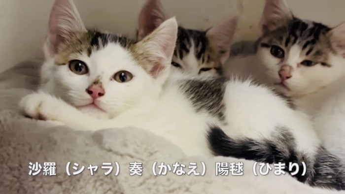 毛布の上で寛ぐ3匹の子猫