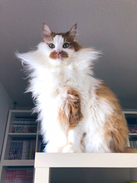 高い所に座る猫