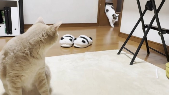 パステル茶トラさん（左）とペットドアを潜る猫ちゃん（右奥）