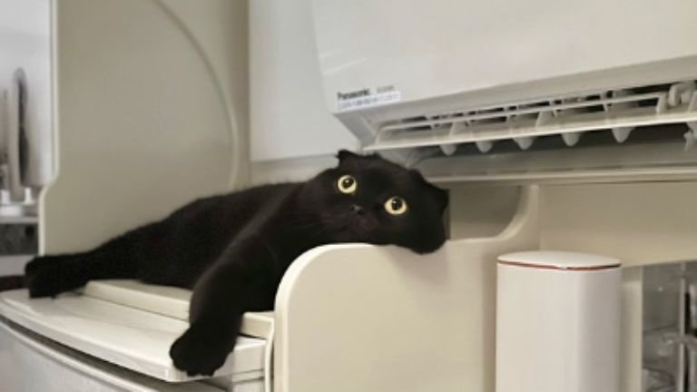 冷蔵庫の上にいる猫