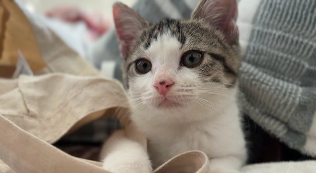前を見ている子猫の顔
