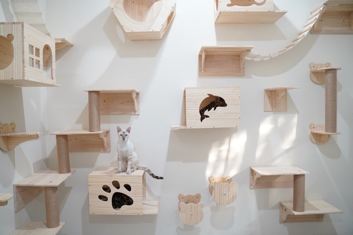 キャットウォーク