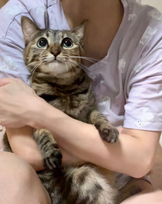 後ろから抱っこされている猫の全体