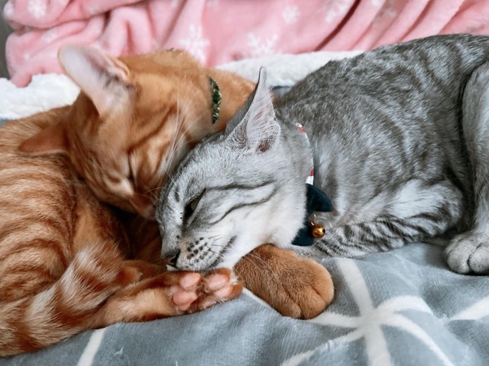 寄り添う2匹の猫