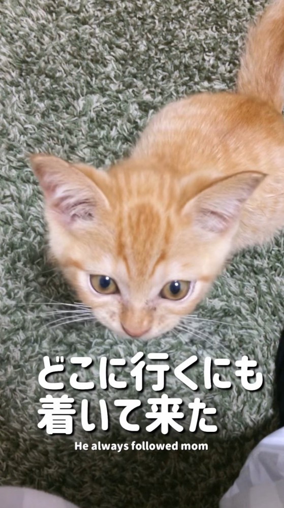 女性を見上げる子猫