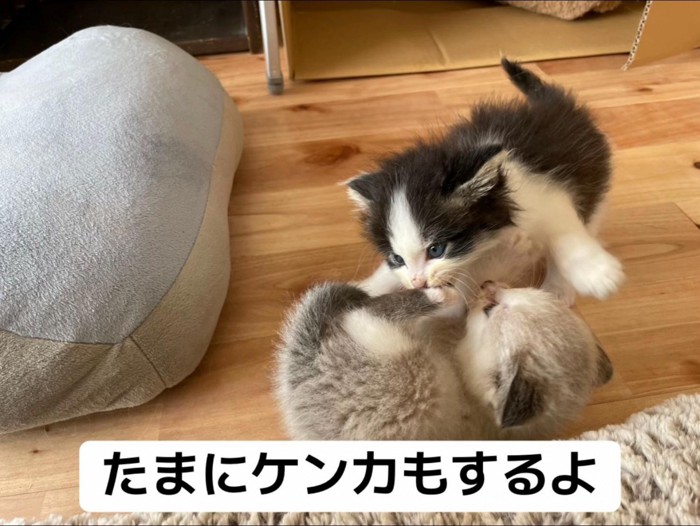 けんかする子猫たち