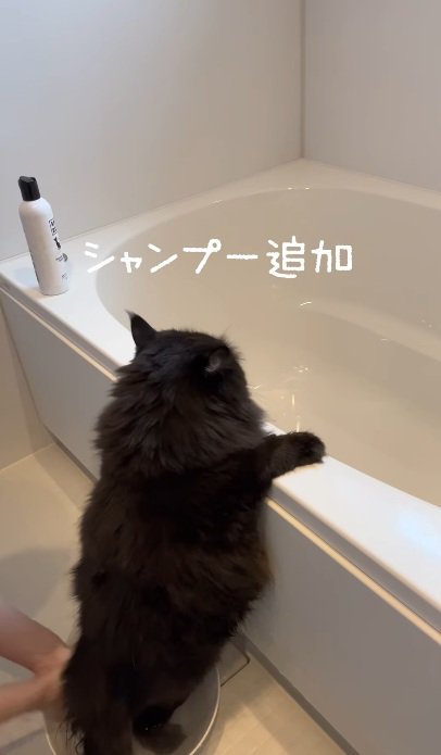 おふろでつかまり立ちをして洗われている黒猫