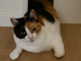 ドアに体が挟まった猫のアップ