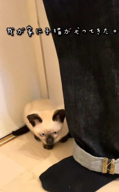 足のそばにいるシャムネコの子猫