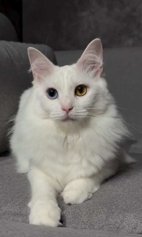 オッドアイの猫