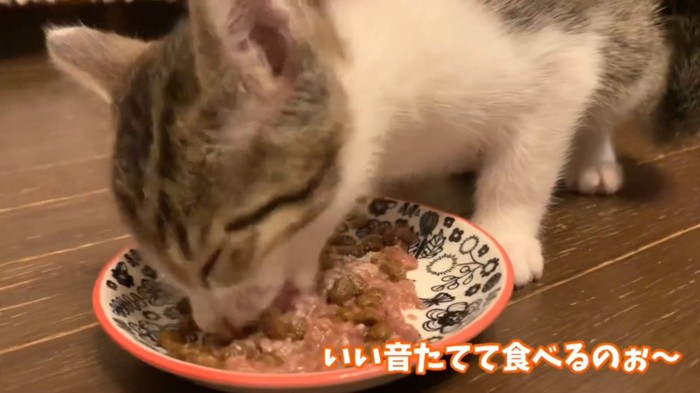 ごはんを食べる猫