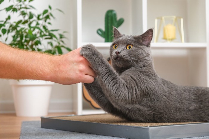 手にしがみつく猫