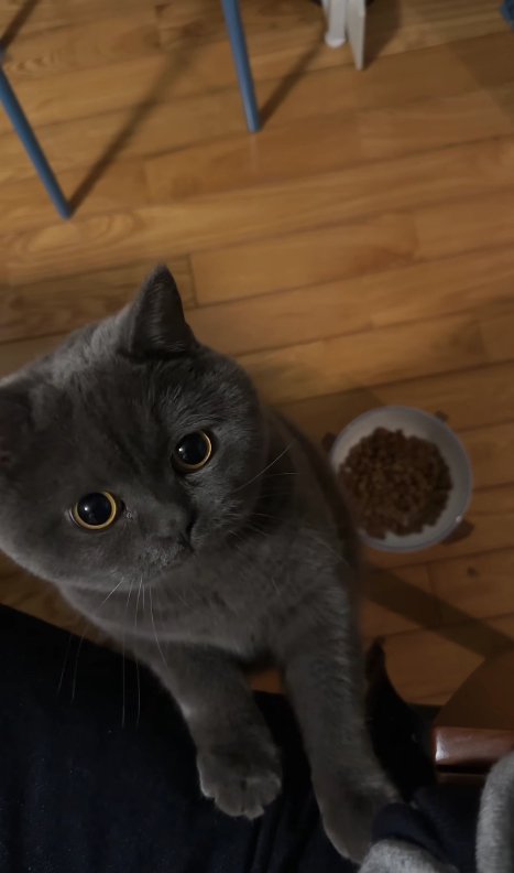 飼い主の膝に前足を置いて立っている猫