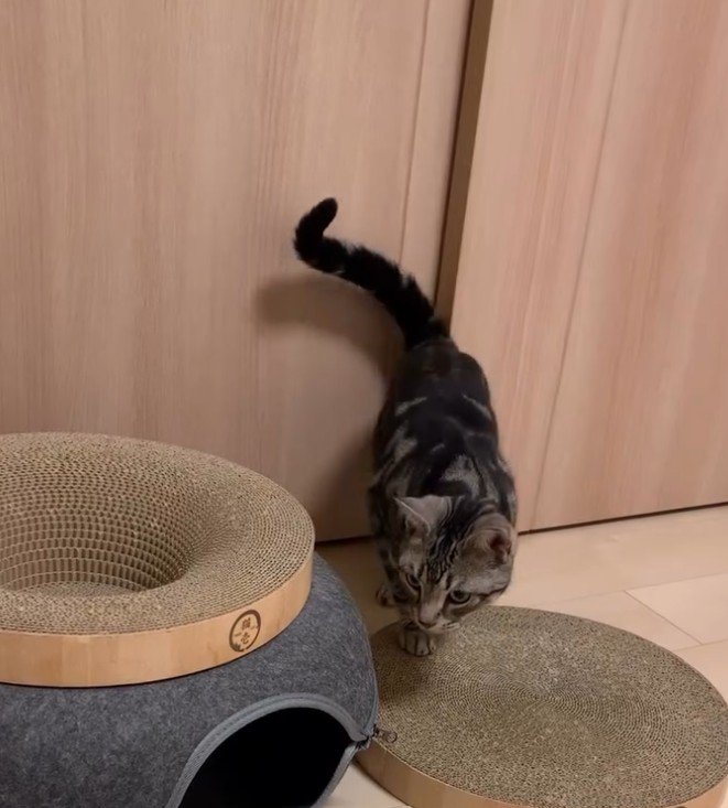 バリバリボウルの側にいる猫
