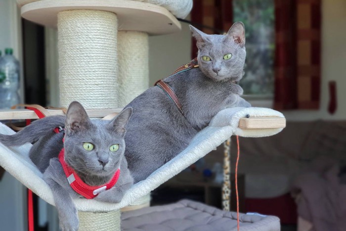 リードをつけて猫の散歩