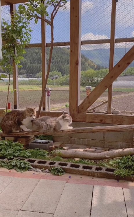 寝ている猫の後ろに座り込む猫