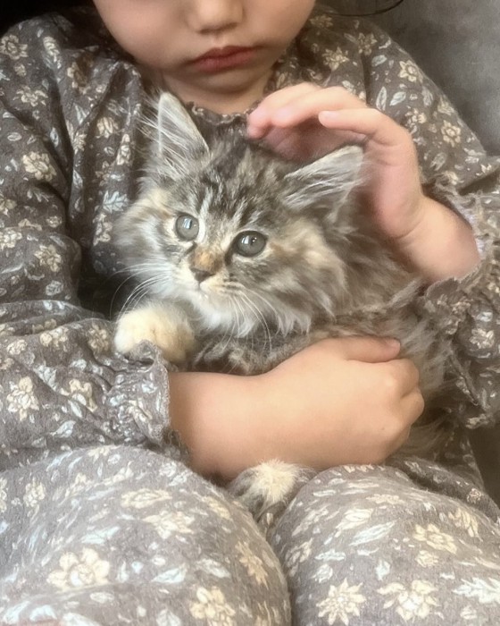 女の子に抱っこされている猫