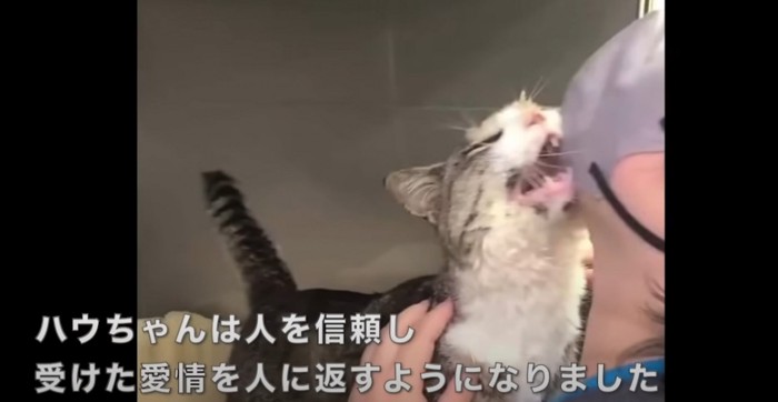 人に甘える猫%%入院生活ですっかり人間が大好きに
