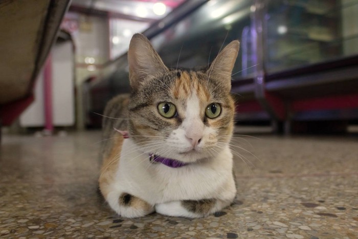 ビルの廊下にたたずむ猫