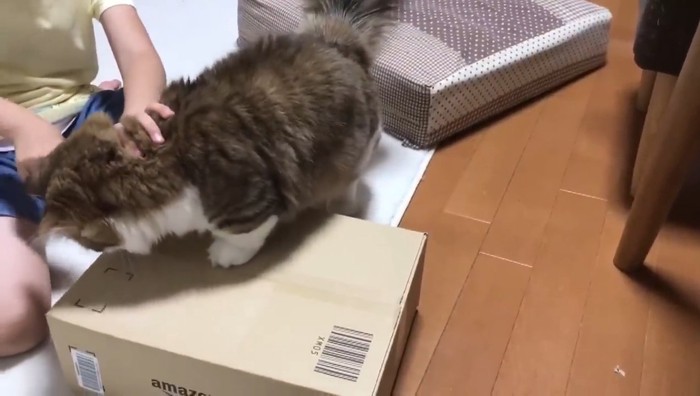 箱に前足を乗せて