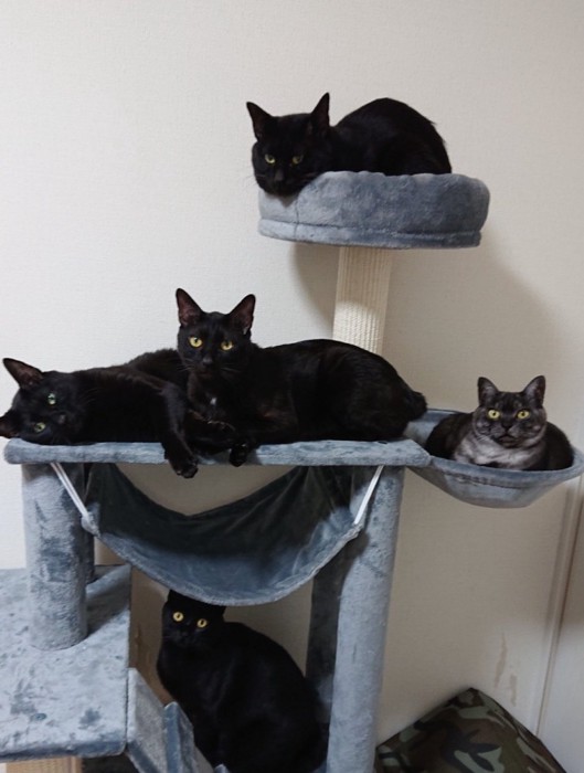 キャットタワーでくつろぐ黒猫たち