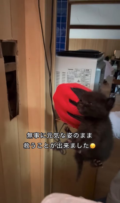 カメラに向けて摘み上げられている子猫