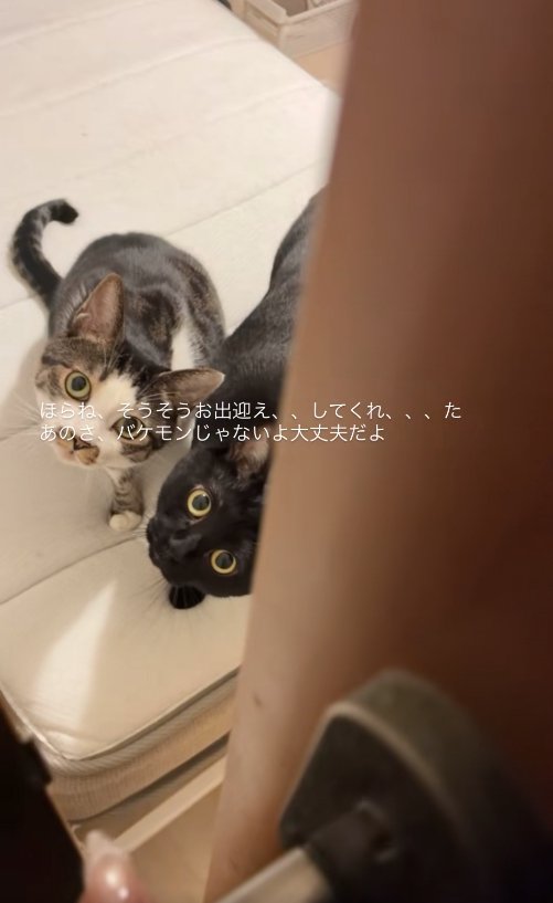ドアノブを掴む飼い主の指と横並びになって飼い主を見上げる2匹の猫