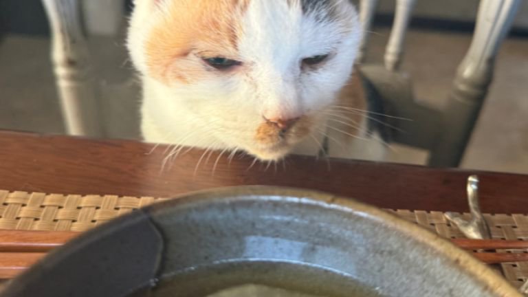 テーブルの前にいる猫