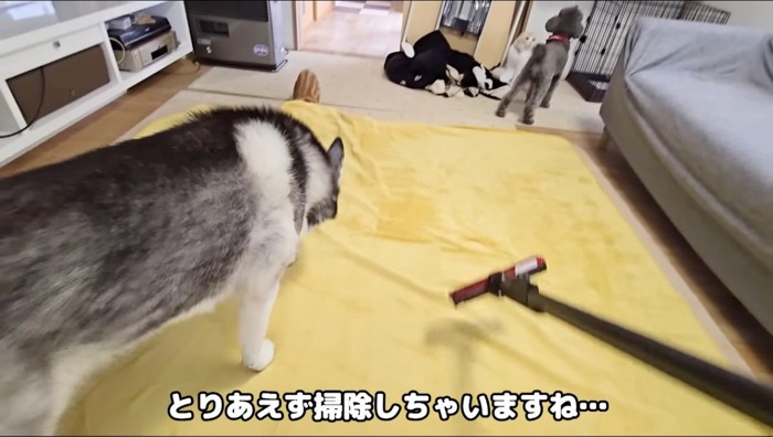 カーペットに掃除機をかける飼い主