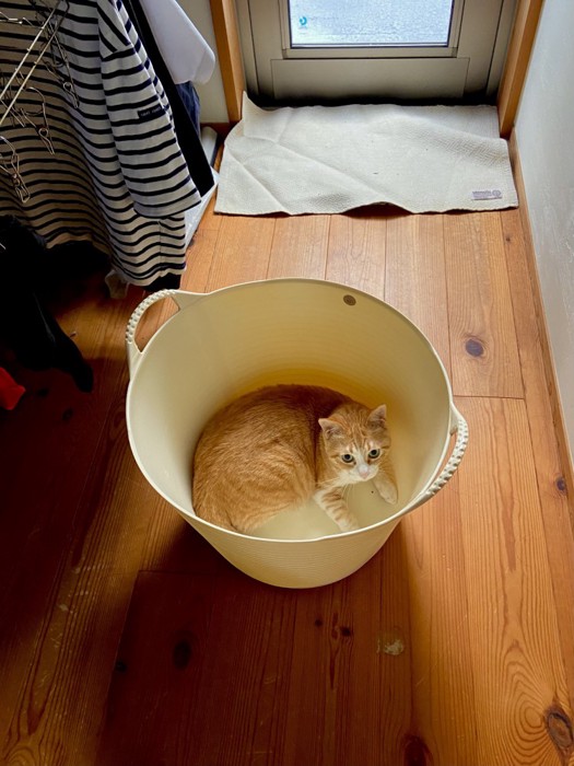 洗濯かごに入るマメちゃん