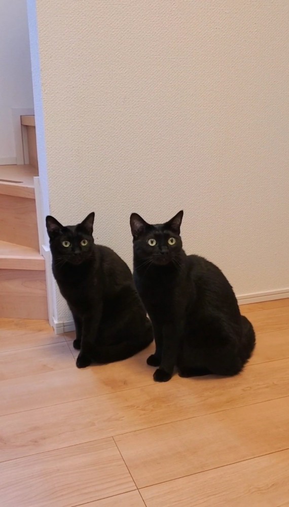 おすわりする2匹の猫