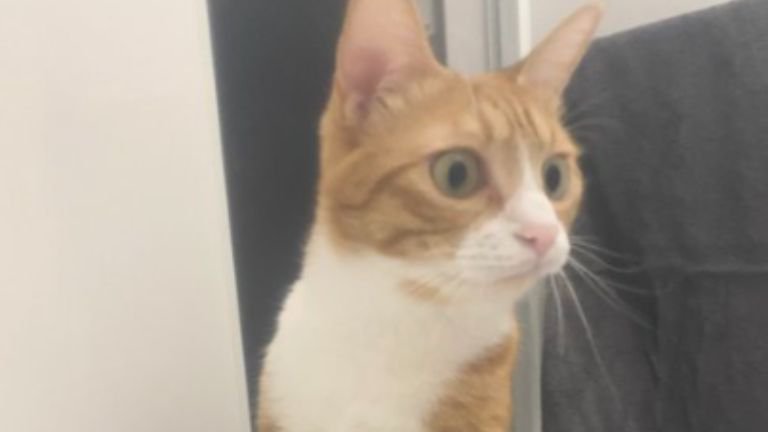 お風呂にいる猫