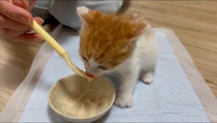 スプーンにすくったごはんを食べる子猫