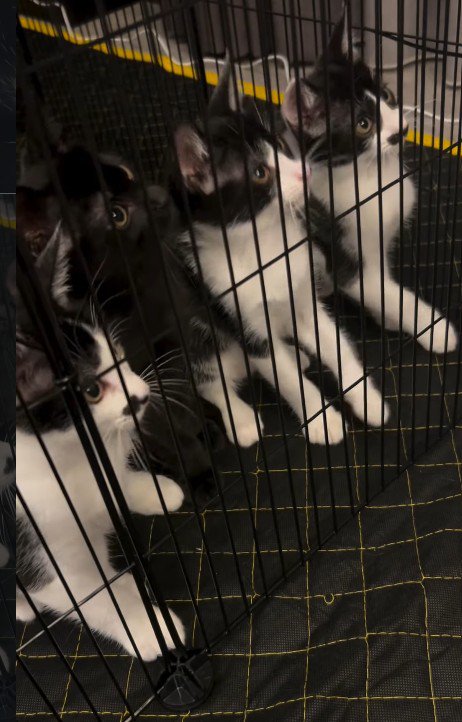 ケージの中の4匹の子猫