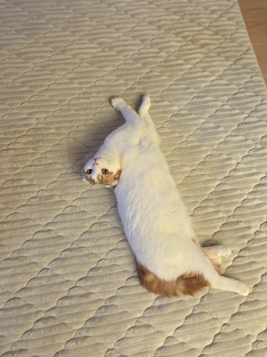 後頭部が背中についているレッド柄の猫