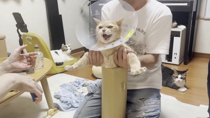 両前足を広げてシャー