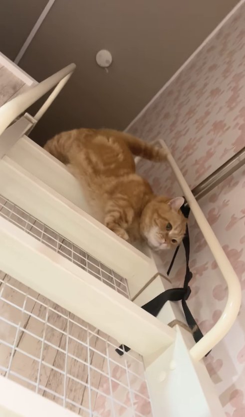 ハシゴの上から両前足を下ろして隅によるオレンジ猫