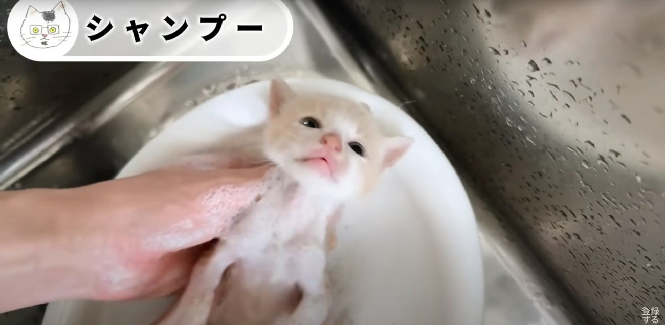 シャンプーされている子猫