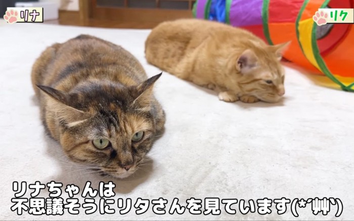 見つめる猫