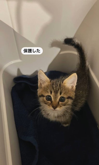 無事にキジ白子猫を保護！